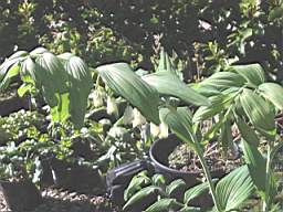solomon seal.JPG